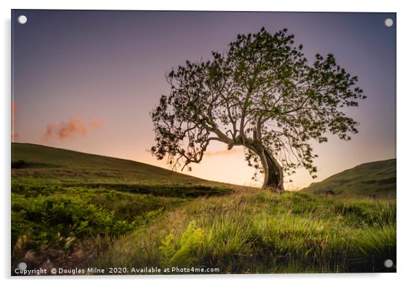 The Frandy Tree, Glen Devon Acrylic by Douglas Milne