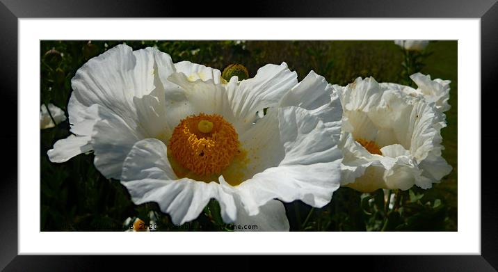 White Poppies  Framed Mounted Print by Antoinette B