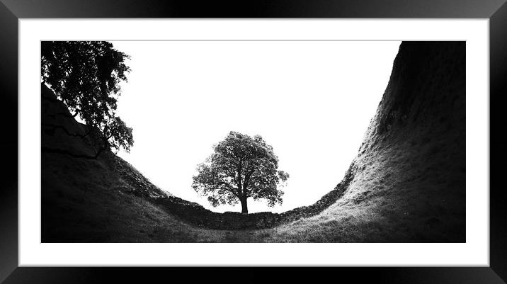 The Sycamore Tree Framed Mounted Print by John Malley