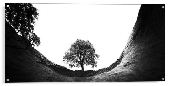 The Sycamore Tree Acrylic by John Malley