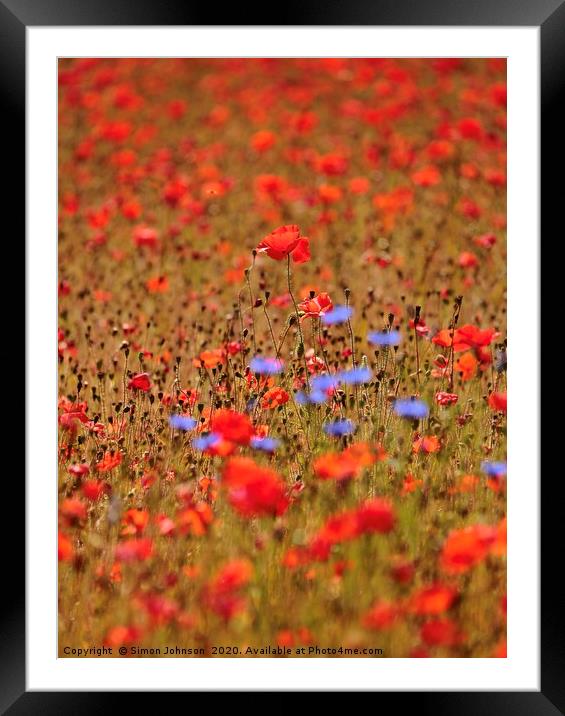 Poppy and corn flowers  Framed Mounted Print by Simon Johnson