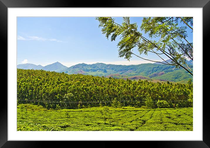 Green Tea Field Framed Mounted Print by Hassan Najmy