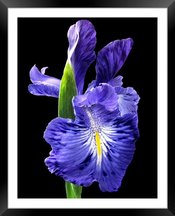 Blue Iris on Black Framed Mounted Print by Jacqi Elmslie