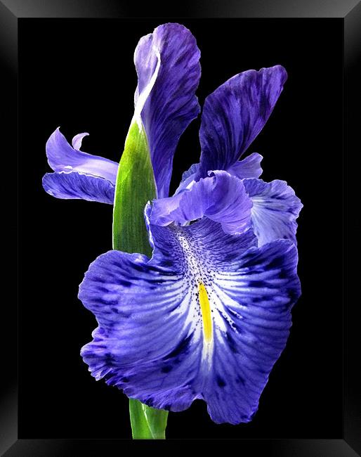 Blue Iris on Black Framed Print by Jacqi Elmslie