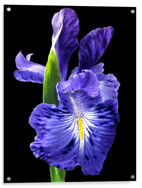 Blue Iris on Black Acrylic by Jacqi Elmslie
