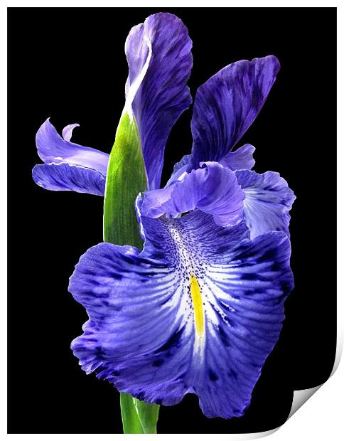 Blue Iris on Black Print by Jacqi Elmslie