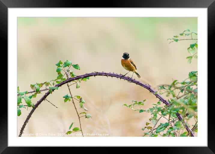 Stonechat male Framed Mounted Print by Chris Rabe