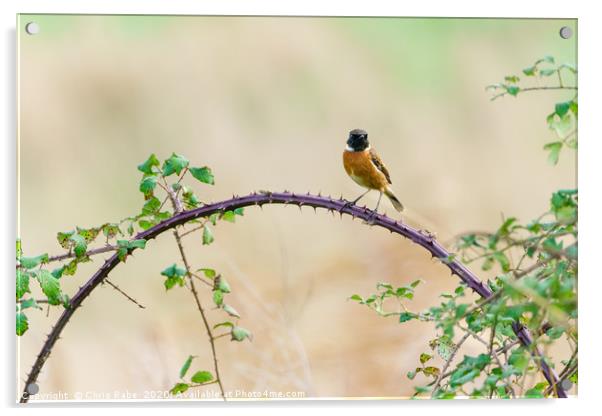 Stonechat male Acrylic by Chris Rabe