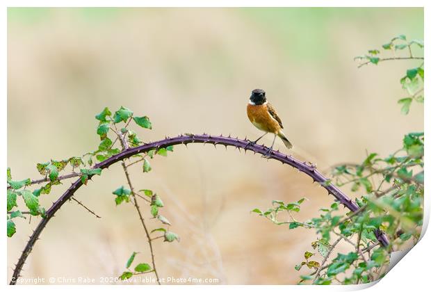 Stonechat male Print by Chris Rabe