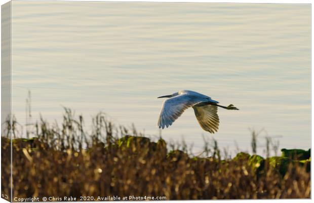 Little Egret in flight Canvas Print by Chris Rabe