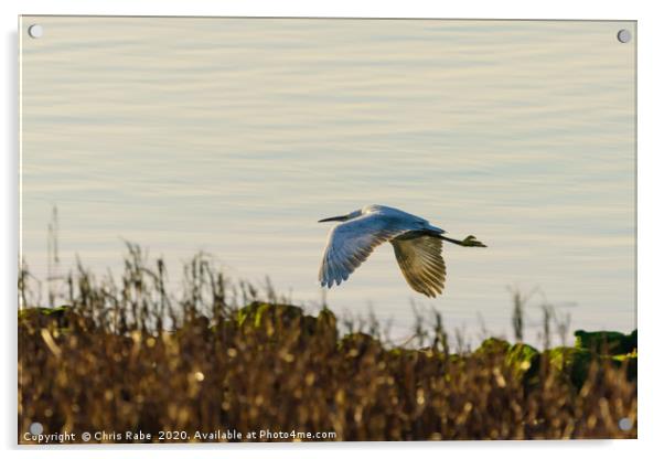 Little Egret in flight Acrylic by Chris Rabe