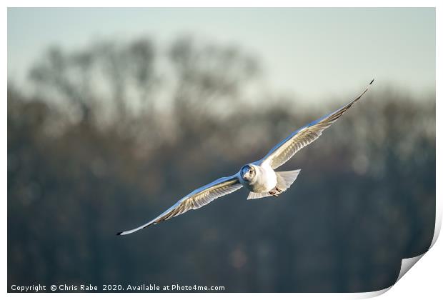 Black-headed gull  Print by Chris Rabe