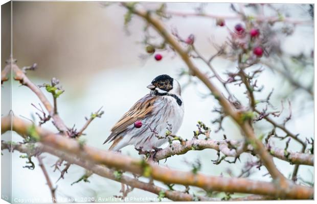 Reed Bunting male in winter Canvas Print by Chris Rabe