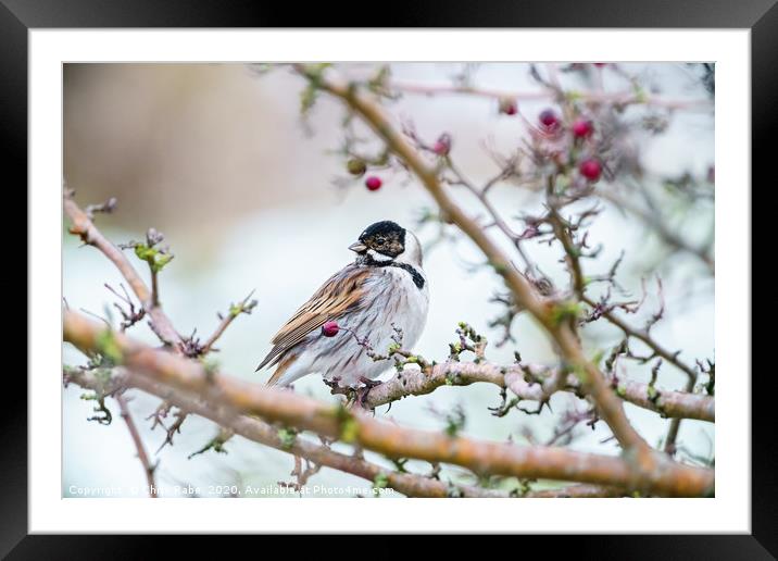 Reed Bunting male in winter Framed Mounted Print by Chris Rabe