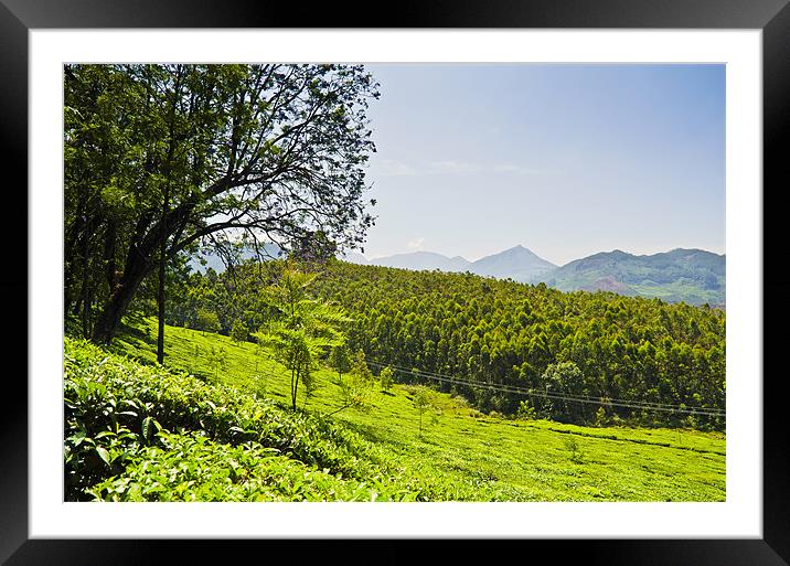 Green Tea Field 2 Framed Mounted Print by Hassan Najmy