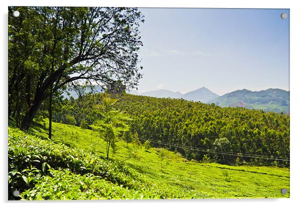 Green Tea Field 2 Acrylic by Hassan Najmy