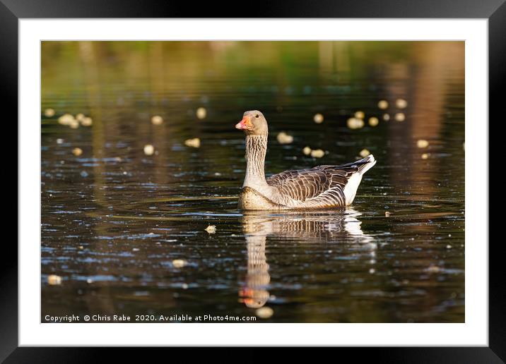 Greylag Goose  Framed Mounted Print by Chris Rabe