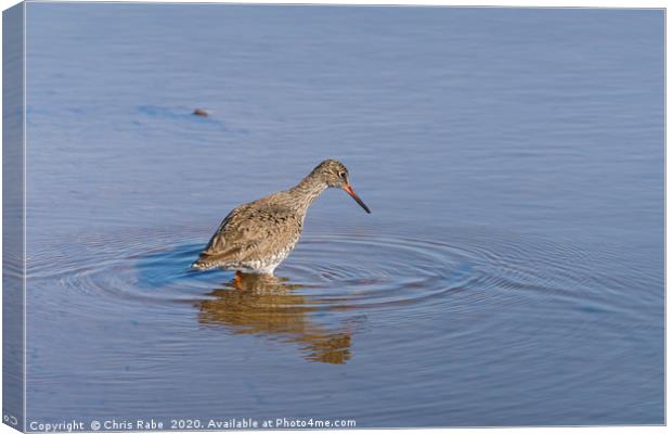 redshank in shallow water Canvas Print by Chris Rabe