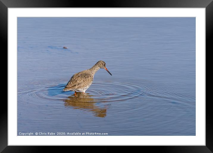 redshank in shallow water Framed Mounted Print by Chris Rabe