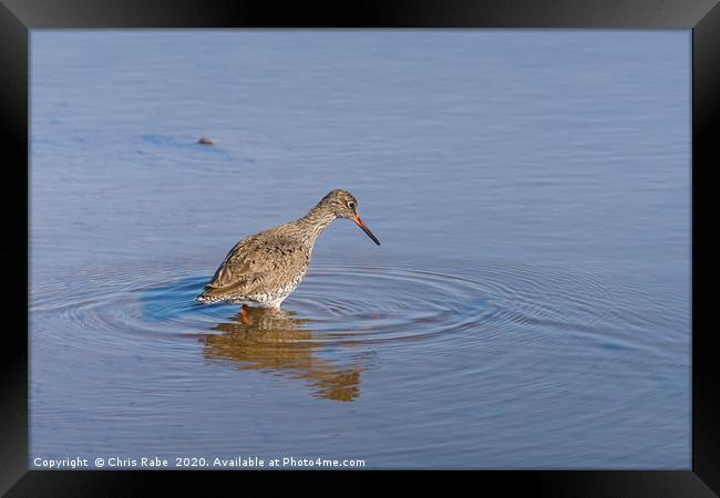 redshank in shallow water Framed Print by Chris Rabe