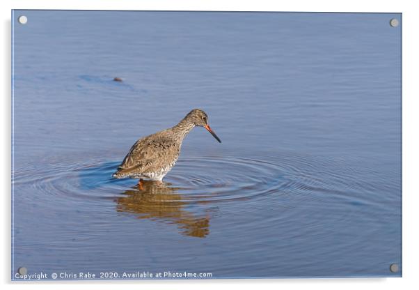 redshank in shallow water Acrylic by Chris Rabe