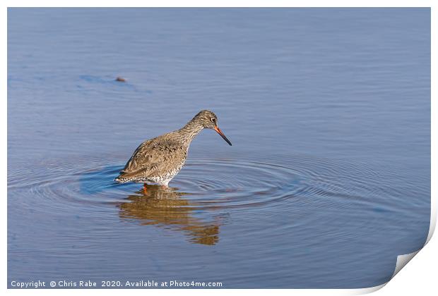 redshank in shallow water Print by Chris Rabe