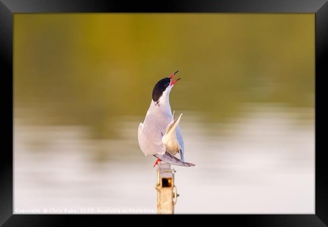 Common Tern calling out Framed Print by Chris Rabe