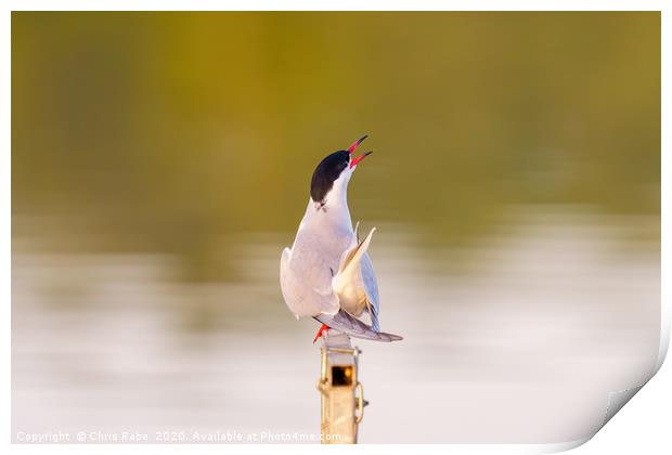 Common Tern calling out Print by Chris Rabe
