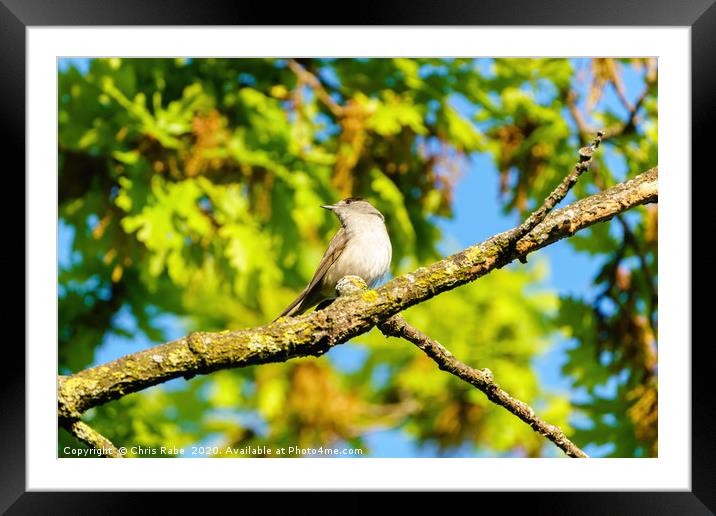 Blackcap male Framed Mounted Print by Chris Rabe