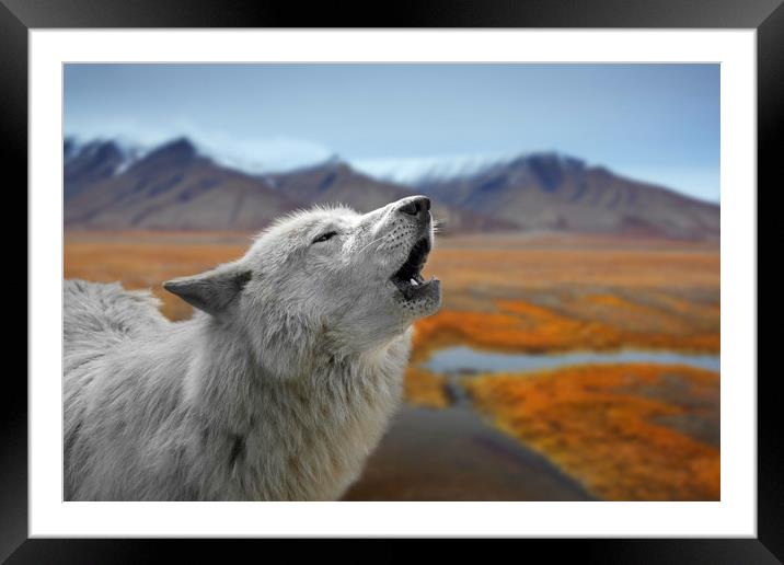 Howling White Wolf on the Tundra Framed Mounted Print by Arterra 
