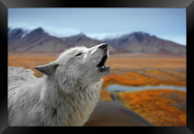 Howling White Wolf on the Tundra Framed Print by Arterra 