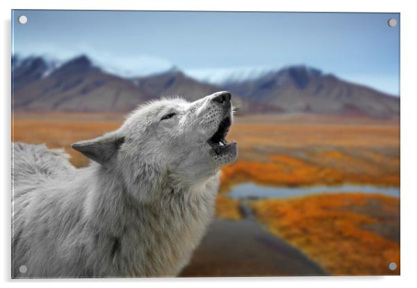 Howling White Wolf on the Tundra Acrylic by Arterra 