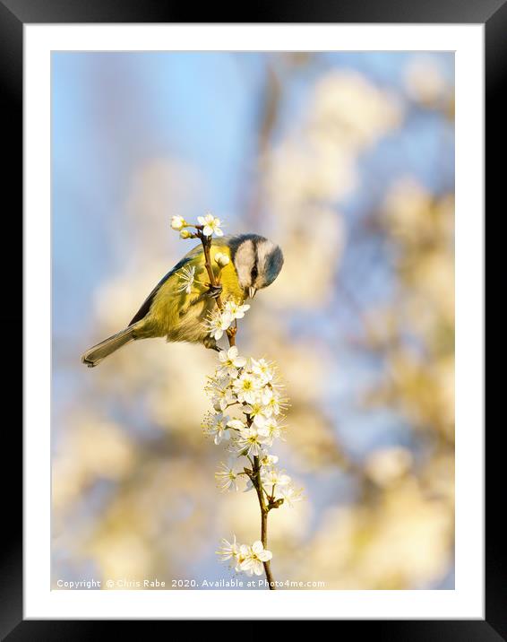 Blue Tit and blossom Framed Mounted Print by Chris Rabe