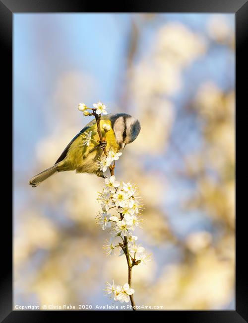 Blue Tit and blossom Framed Print by Chris Rabe