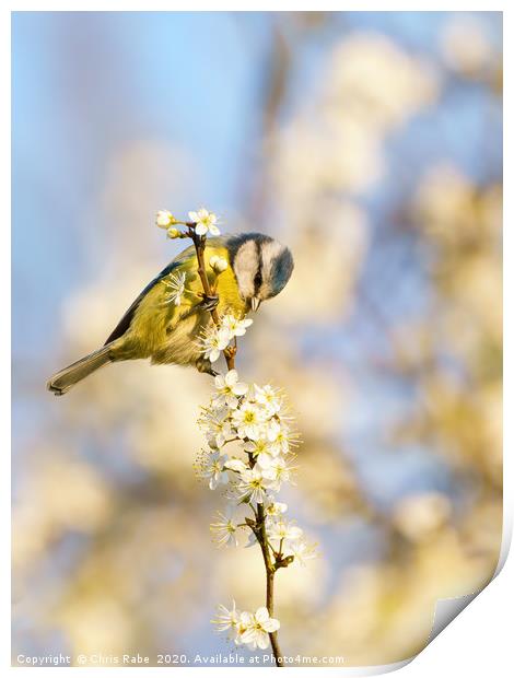 Blue Tit and blossom Print by Chris Rabe