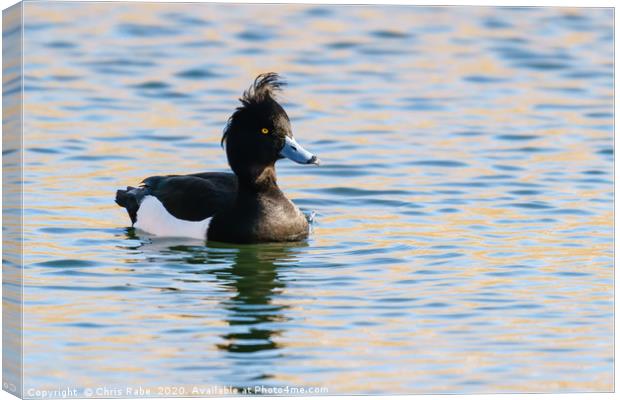 Tufty Tufted Duck Canvas Print by Chris Rabe