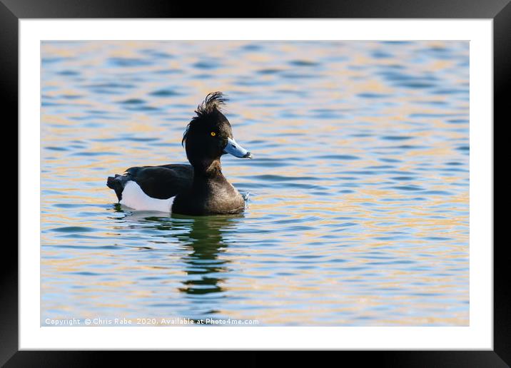 Tufty Tufted Duck Framed Mounted Print by Chris Rabe