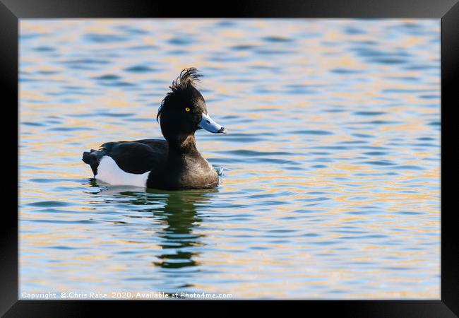 Tufty Tufted Duck Framed Print by Chris Rabe