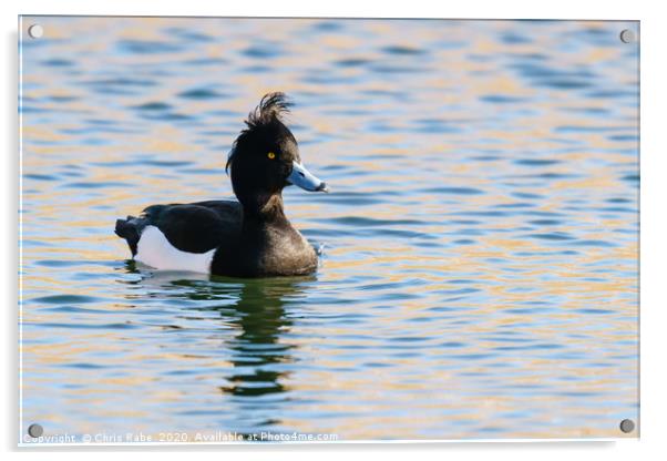 Tufty Tufted Duck Acrylic by Chris Rabe