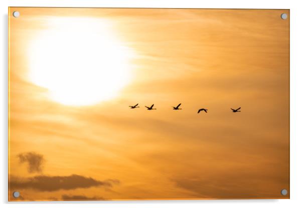 Flying Swan Silhouettes at Sunrise Acrylic by Dave Collins
