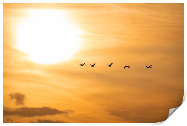 Flying Swan Silhouettes at Sunrise Print by Dave Collins