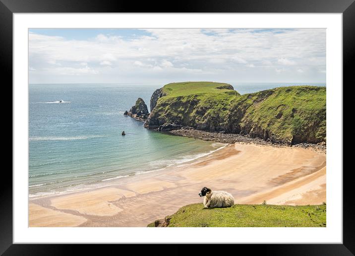 A Sheep on the cliffs at Malin Beg Beach Framed Mounted Print by Dave Collins