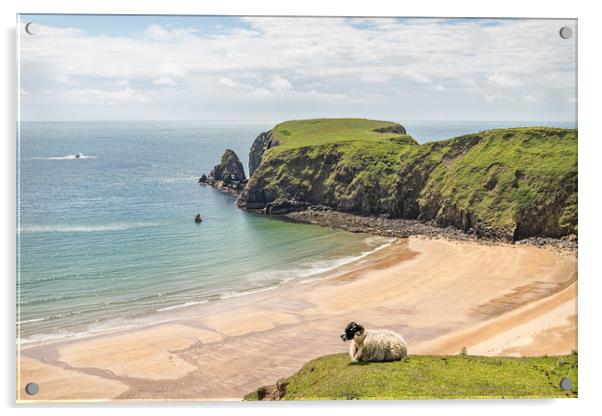 A Sheep on the cliffs at Malin Beg Beach Acrylic by Dave Collins
