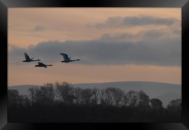 Flying Swan Silhouettes at Sunrise Framed Print by Dave Collins