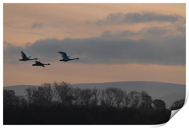 Flying Swan Silhouettes at Sunrise Print by Dave Collins