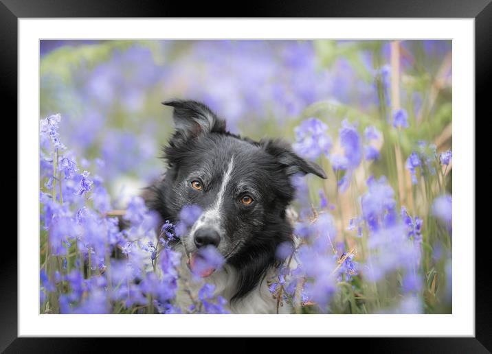 In the Bluebells Framed Mounted Print by John Malley