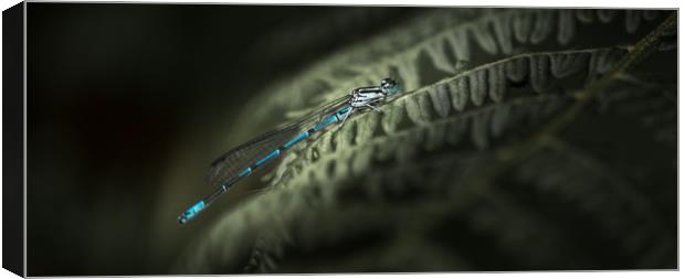 Great Blue Damslefly Canvas Print by John Malley