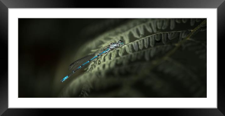 Great Blue Damslefly Framed Mounted Print by John Malley