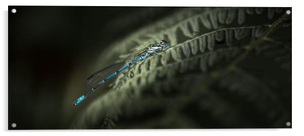 Great Blue Damslefly Acrylic by John Malley