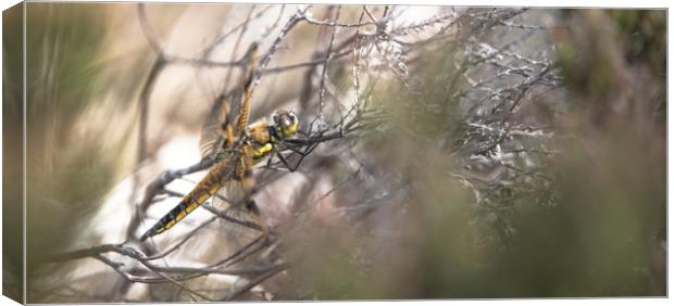 Dragonfly Under Cover Canvas Print by John Malley